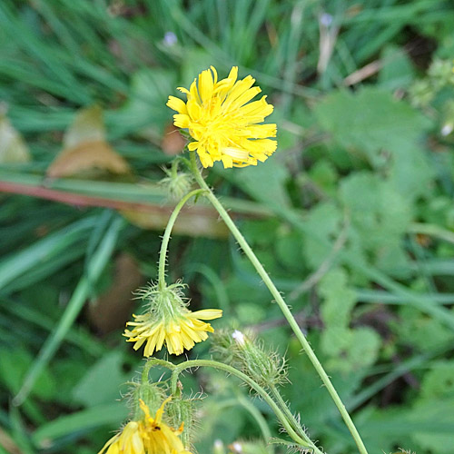 Borstiger Pippau / Crepis setosa