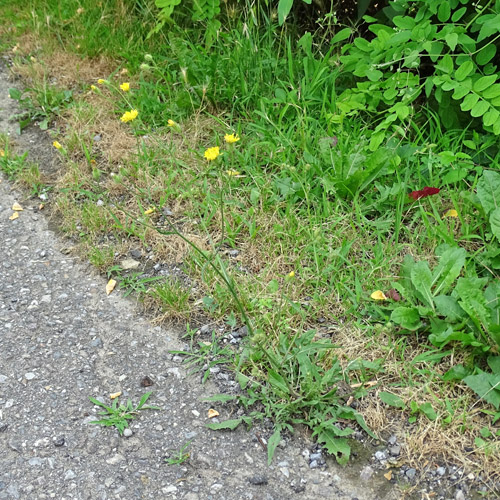 Borstiger Pippau / Crepis setosa