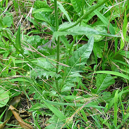 Borstiger Pippau / Crepis setosa
