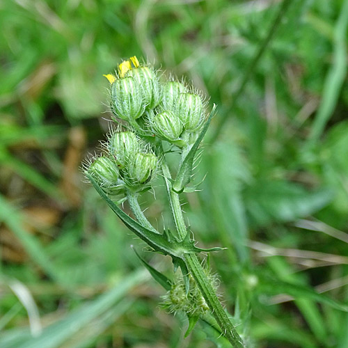 Borstiger Pippau / Crepis setosa