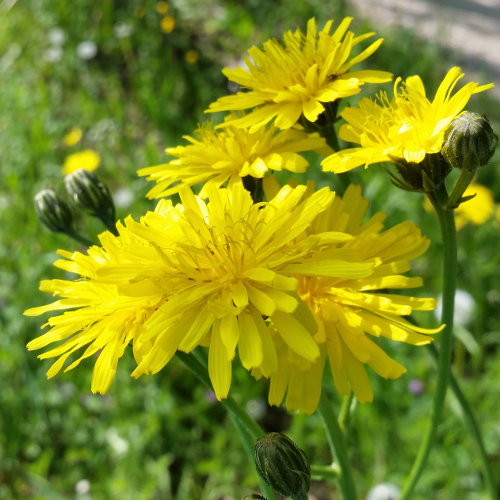 Löwenzahnblättriger Blasen-Pippau / Crepis vesicaria subsp. taraxacifolia