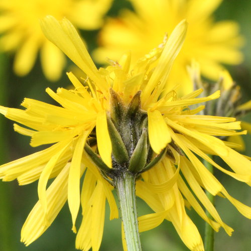 Löwenzahnblättriger Blasen-Pippau / Crepis vesicaria subsp. taraxacifolia