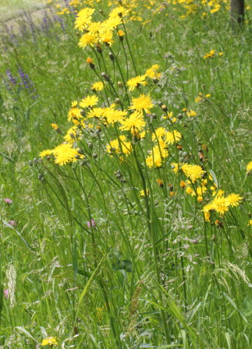 Löwenzahnblättriger Blasen-Pippau / Crepis vesicaria subsp. taraxacifolia