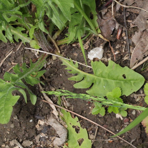 Löwenzahnblättriger Blasen-Pippau / Crepis vesicaria subsp. taraxacifolia