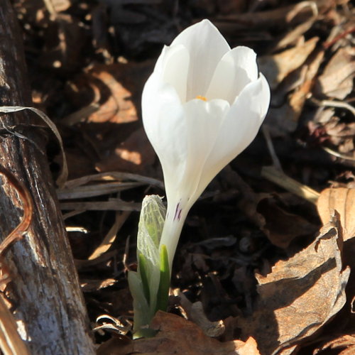 Frühlings-Krokus / Crocus albiflorus