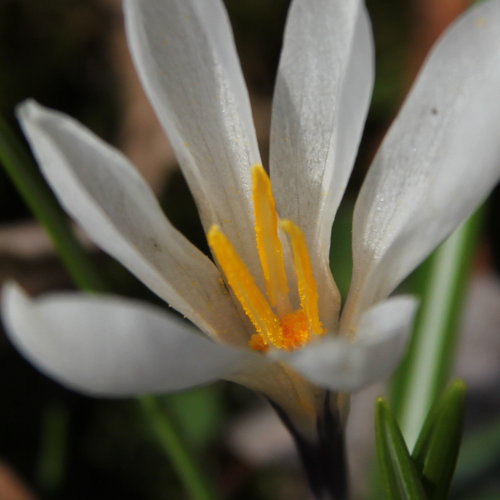 Frühlings-Krokus / Crocus albiflorus