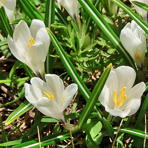 Frühlings-Krokus / Crocus albiflorus