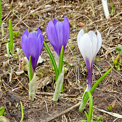 Frühlings-Krokus / Crocus albiflorus