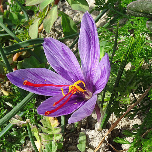 Echter Safran / Crocus sativus