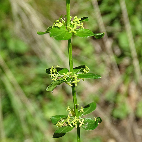 Kahles Kreuzlabkraut / Cruciata glabra