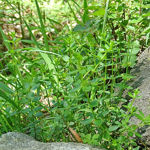 Kahles Kreuzlabkraut / Cruciata glabra