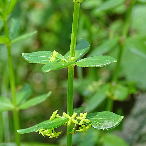 Kahles Kreuzlabkraut / Cruciata glabra