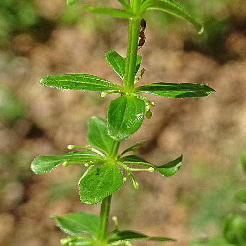 Kahles Kreuzlabkraut / Cruciata glabra