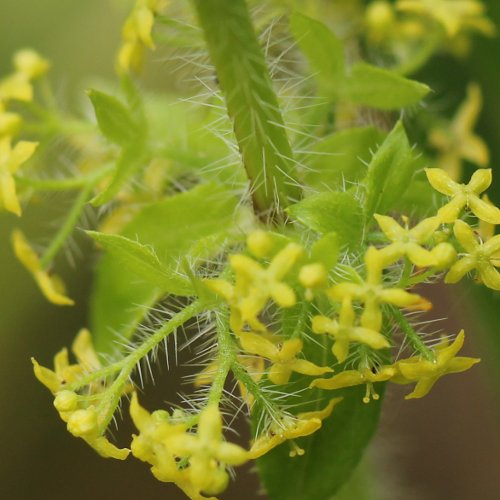 Behaartes Kreuzlabkraut / Cruciata laevipes