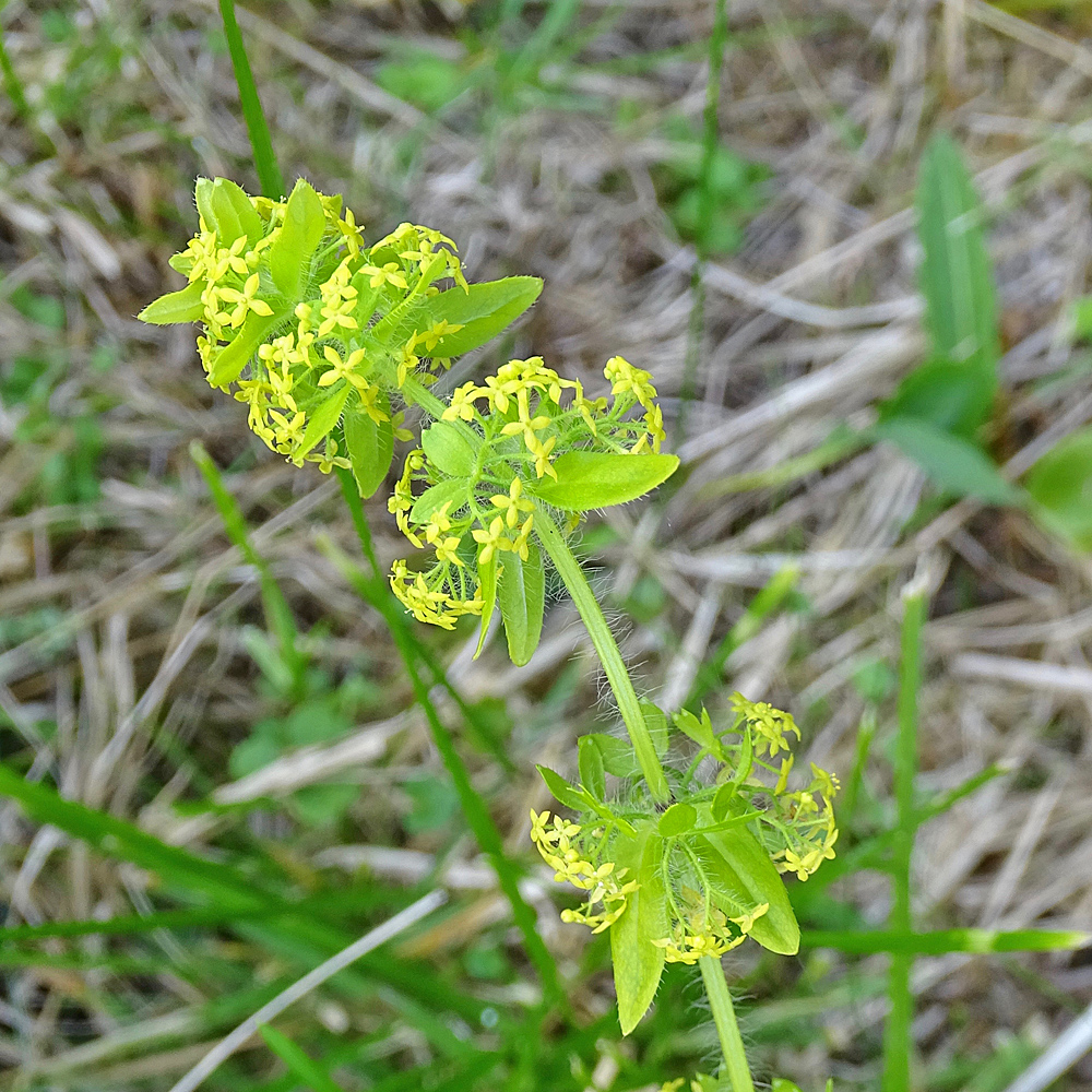 Behaartes Kreuzlabkraut / Cruciata laevipes