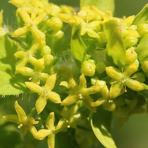 Behaartes Kreuzlabkraut / Cruciata laevipes