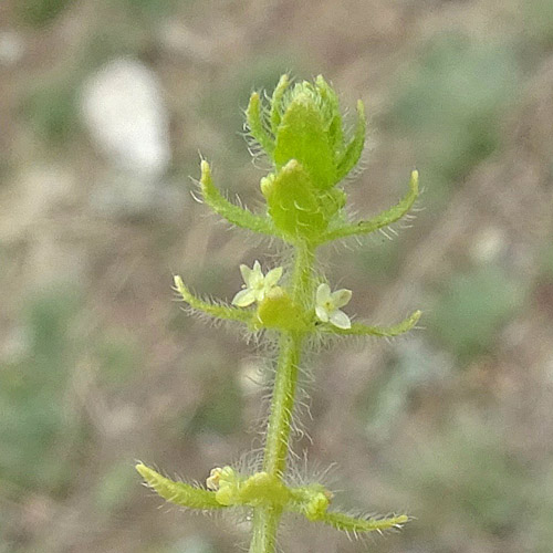 Piemonteser Kreuzlabkraut / Cruciata pedemontana