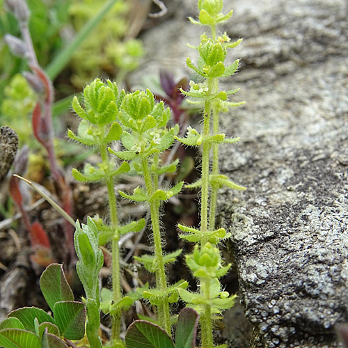 Piemonteser Kreuzlabkraut / Cruciata pedemontana