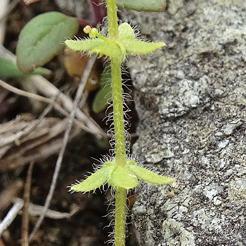 Piemonteser Kreuzlabkraut / Cruciata pedemontana