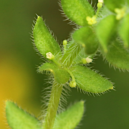 Piemonteser Kreuzlabkraut / Cruciata pedemontana