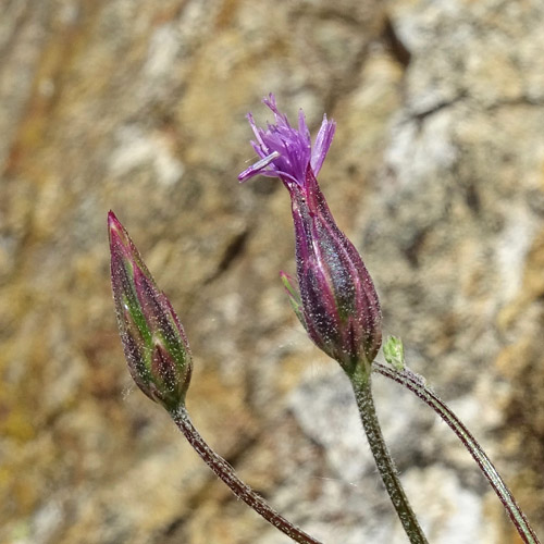 Gemeiner Schlupfsame / Crupina vulgaris