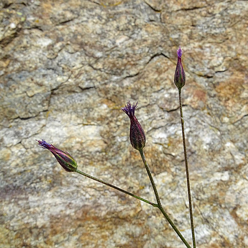 Gemeiner Schlupfsame / Crupina vulgaris