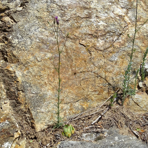 Gemeiner Schlupfsame / Crupina vulgaris