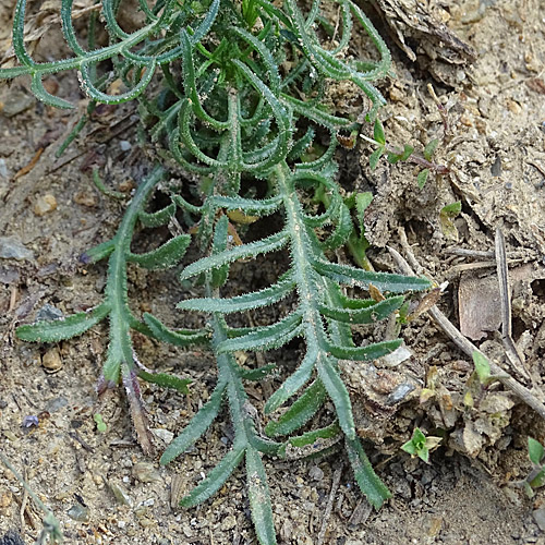 Gemeiner Schlupfsame / Crupina vulgaris