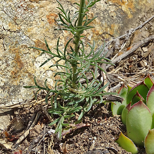 Gemeiner Schlupfsame / Crupina vulgaris