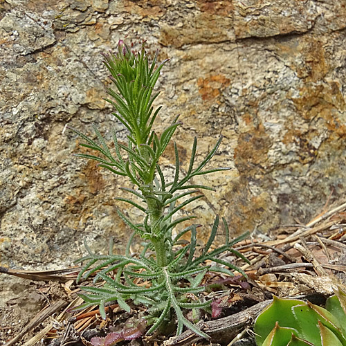 Gemeiner Schlupfsame / Crupina vulgaris