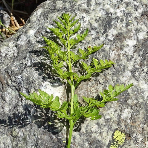 Krauser Rollfarn / Cryptogramma crispa