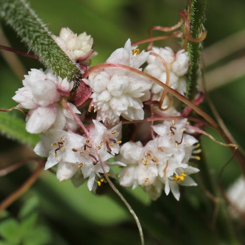 Quendel-Seide / Cuscuta epithymum