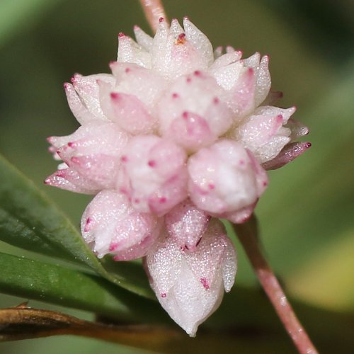 Quendel-Seide / Cuscuta epithymum