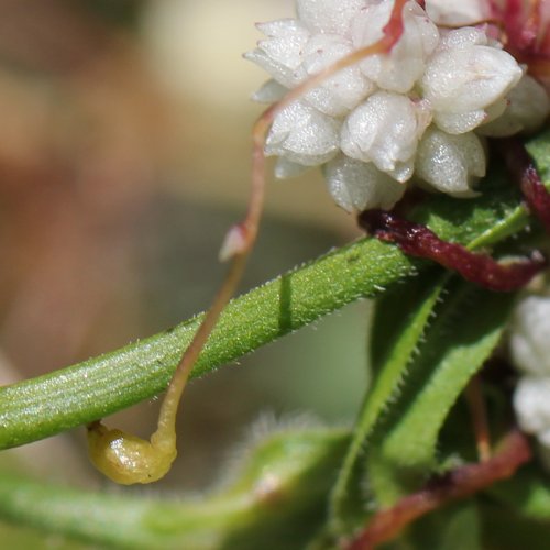 Quendel-Seide / Cuscuta epithymum