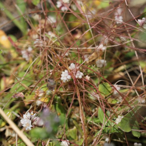 Quendel-Seide / Cuscuta epithymum