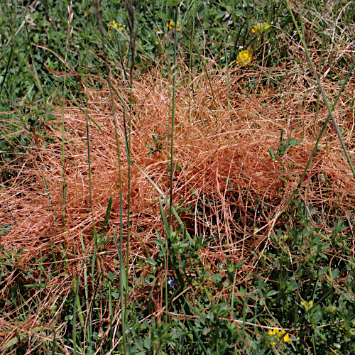 Quendel-Seide / Cuscuta epithymum