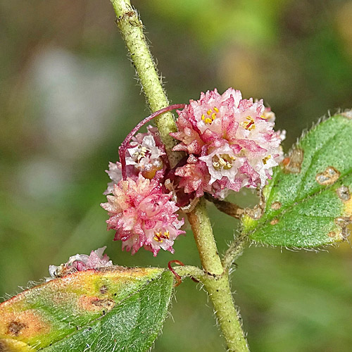 Quendel-Seide / Cuscuta epithymum