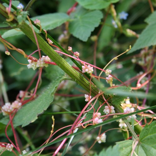 Nessel-Seide / Cuscuta europaea