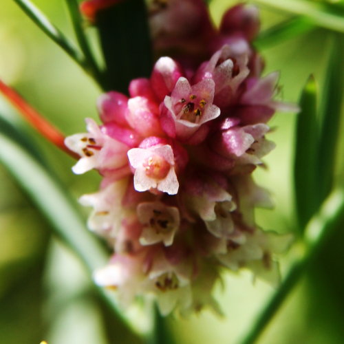 Nessel-Seide / Cuscuta europaea