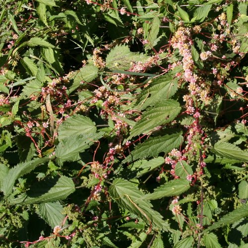 Nessel-Seide / Cuscuta europaea