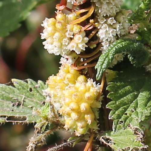 Nessel-Seide / Cuscuta europaea