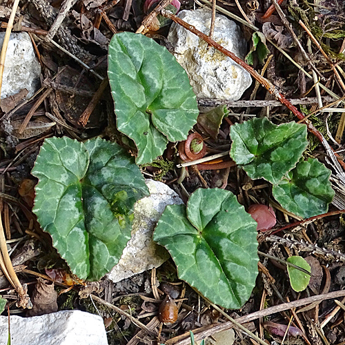 Efeublättriges Alpenveilchen / Cyclamen hederifolium