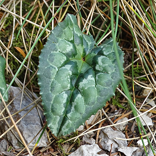 Efeublättriges Alpenveilchen / Cyclamen hederifolium