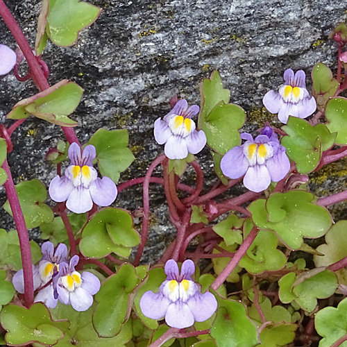 Zimbelkraut / Cymbalaria muralis