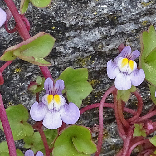 Zimbelkraut / Cymbalaria muralis