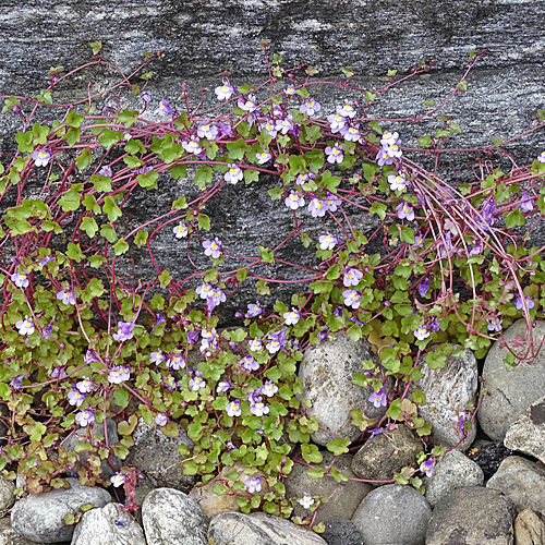 Zimbelkraut / Cymbalaria muralis