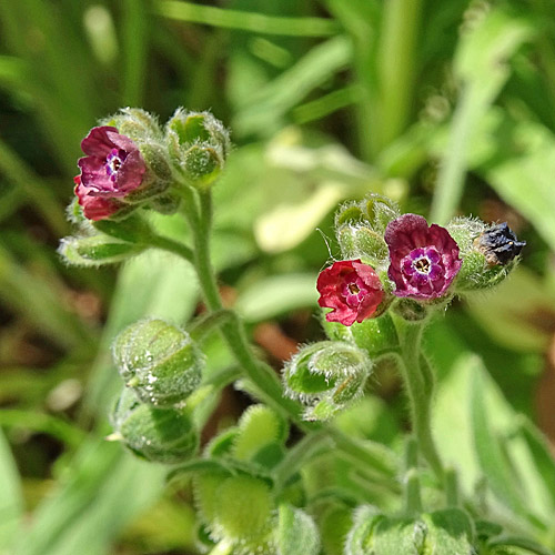 Echte Hundszunge / Cynoglossum officinale