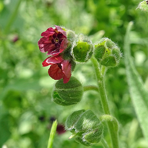 Echte Hundszunge / Cynoglossum officinale