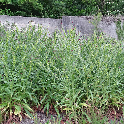 Echte Hundszunge / Cynoglossum officinale