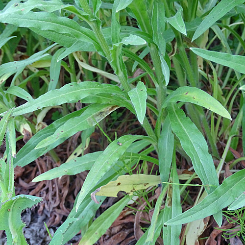 Echte Hundszunge / Cynoglossum officinale